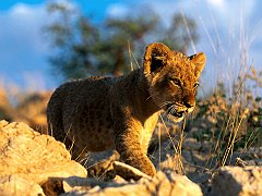 African Lion Cub